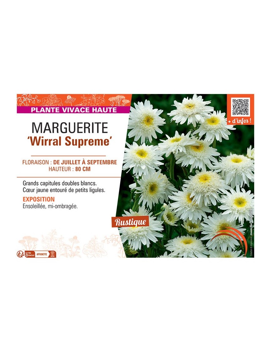 MARGUERITE WIRRAL SUPREME