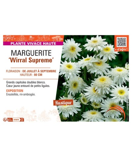 MARGUERITE WIRRAL SUPREME