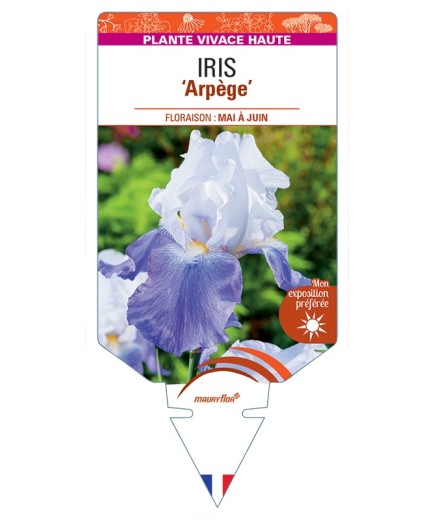 IRIS (germanica) Arpege