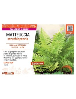 MATTEUCCIA STRUTHIOPTERIS