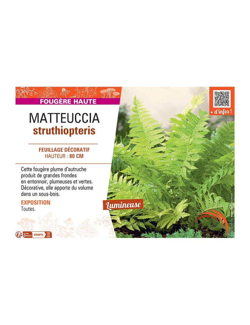MATTEUCCIA STRUTHIOPTERIS