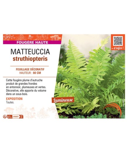 MATTEUCCIA STRUTHIOPTERIS
