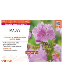 MAUVE (rose)