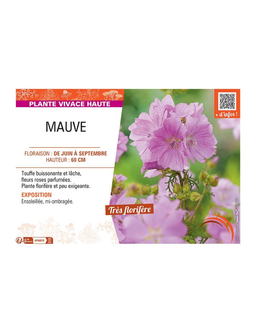 MAUVE (rose)
