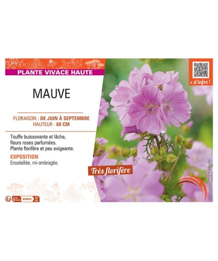 MAUVE (rose)