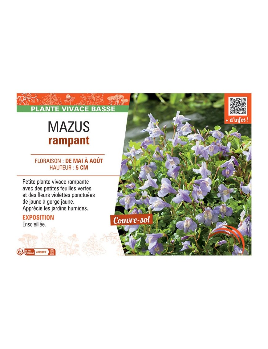 MAZUS RAMPANT