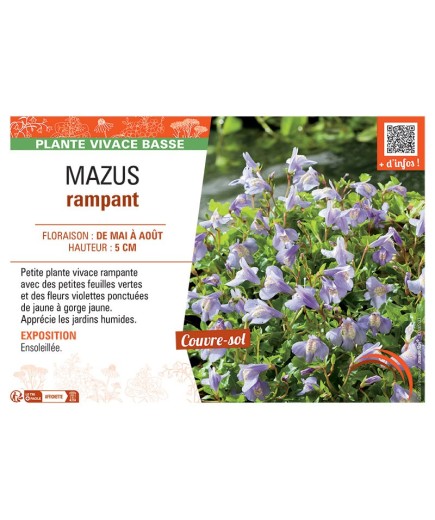 MAZUS RAMPANT