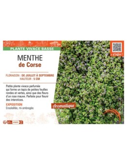 MENTHE DE CORSE
