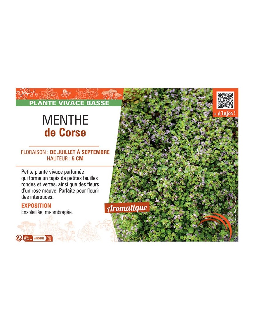MENTHE DE CORSE