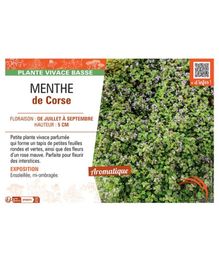 MENTHE DE CORSE