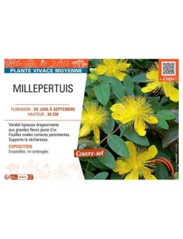 MILLEPERTUIS