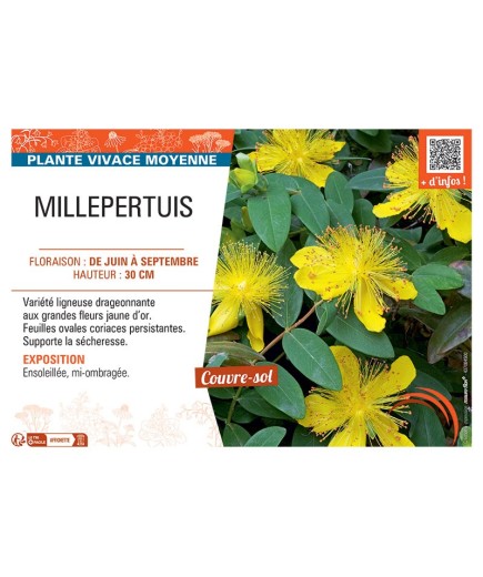MILLEPERTUIS