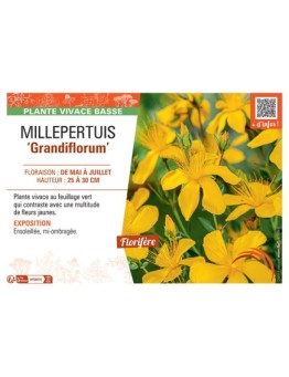 MILLEPERTUIS GRANDIFLORUM