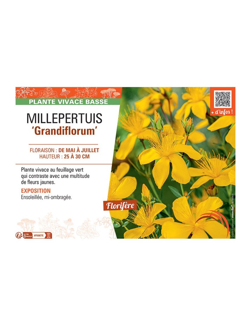 MILLEPERTUIS GRANDIFLORUM