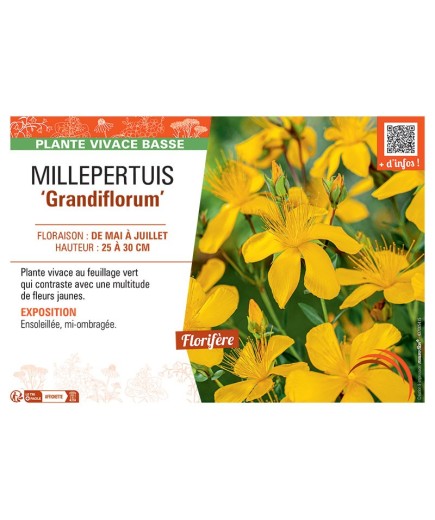MILLEPERTUIS GRANDIFLORUM