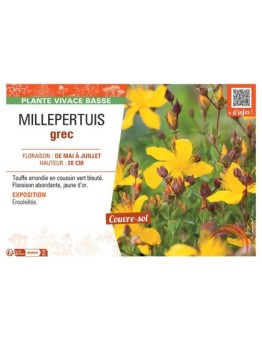 MILLEPERTUIS GREC
