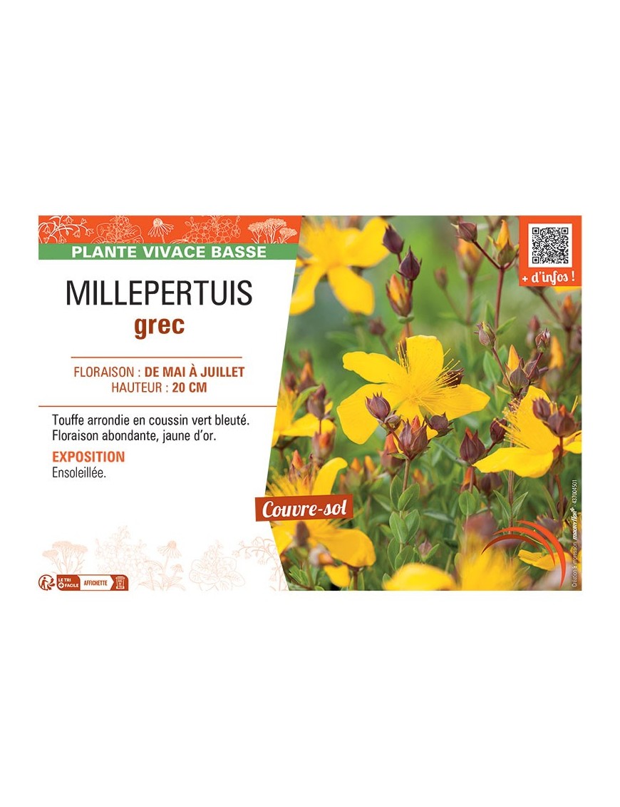 MILLEPERTUIS GREC