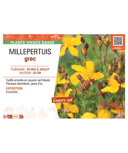 MILLEPERTUIS GREC