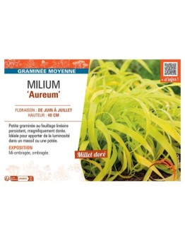 MILLIUM AUREUM
