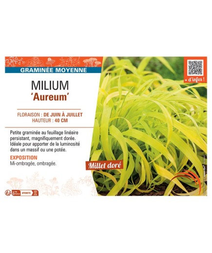 MILLIUM AUREUM