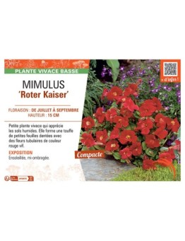 MIMULUS ROTER KAISER