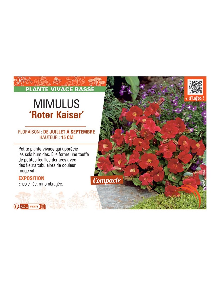 MIMULUS ROTER KAISER