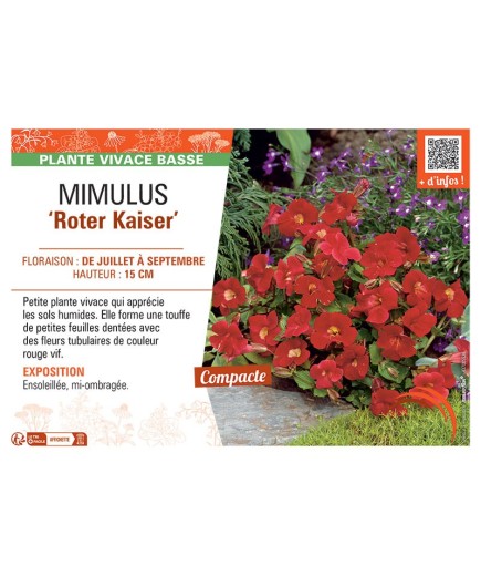 MIMULUS ROTER KAISER