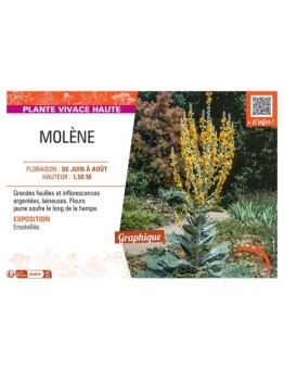 MOLENE (jaune soufre)
