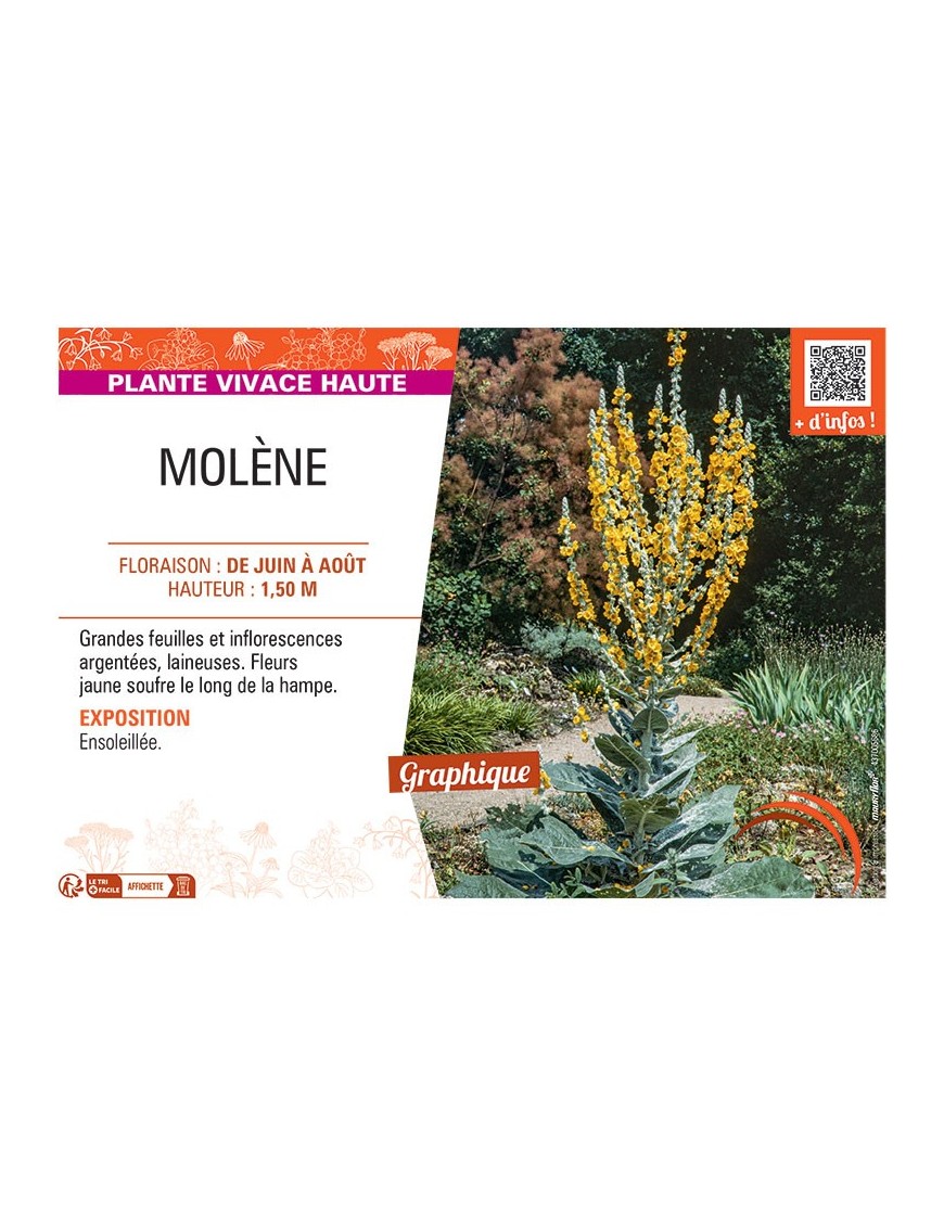 MOLENE (jaune soufre)