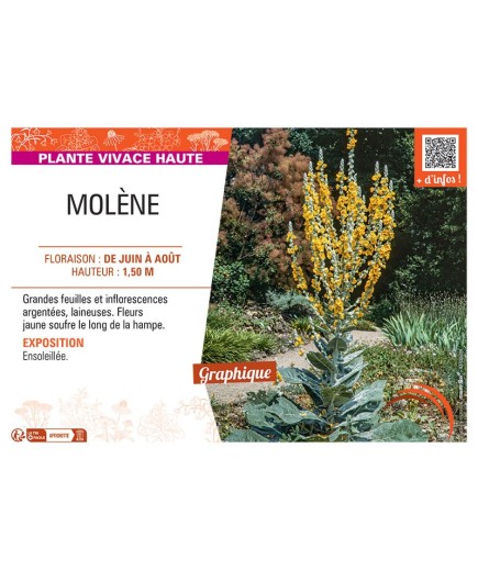 MOLENE (jaune soufre)