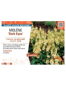 MOLENE DARK EYES