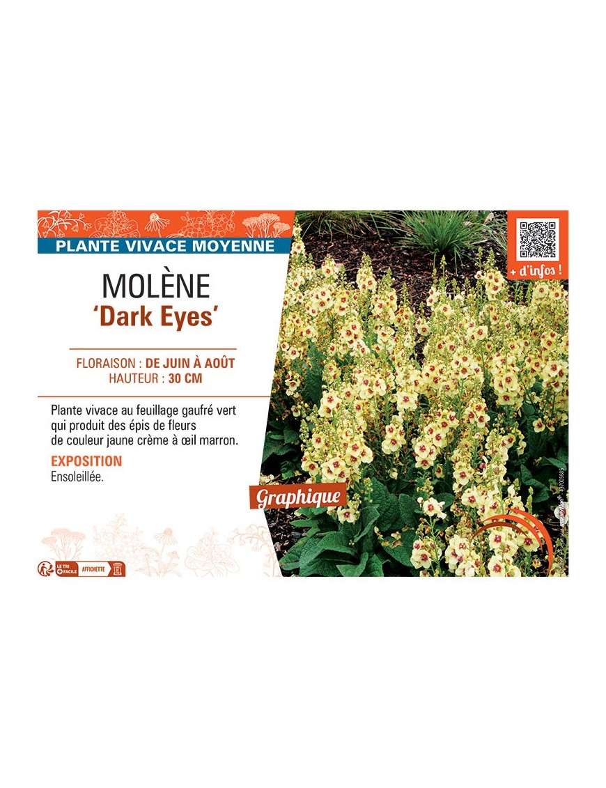 MOLENE DARK EYES