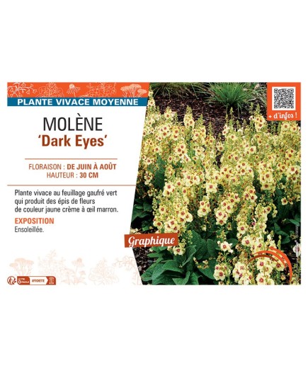 MOLENE DARK EYES