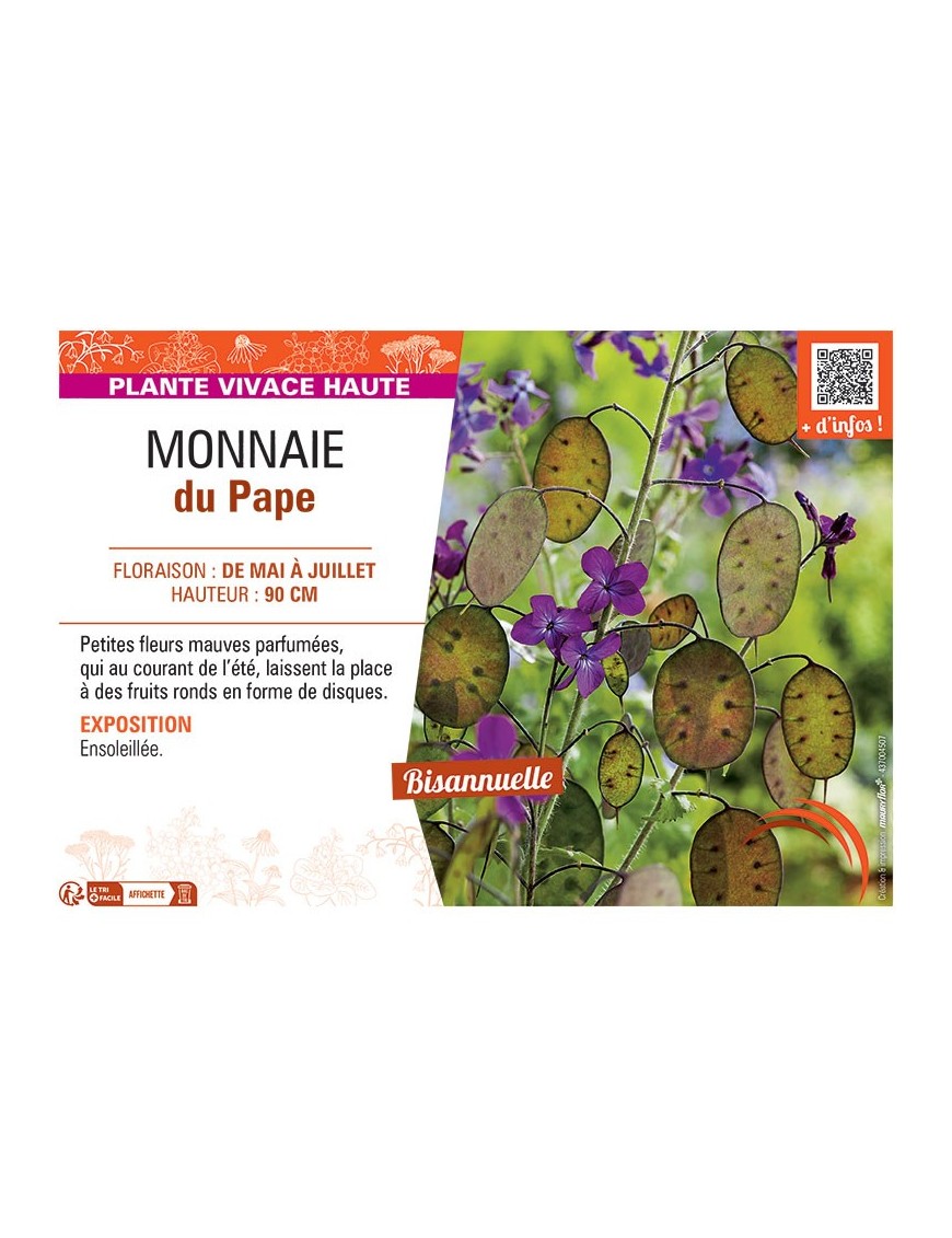 MONNAIE DU PAPE