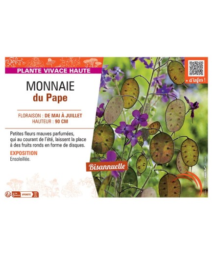 MONNAIE DU PAPE