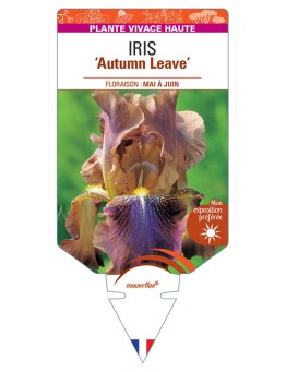 IRIS (germanica) Autumn Leaves
