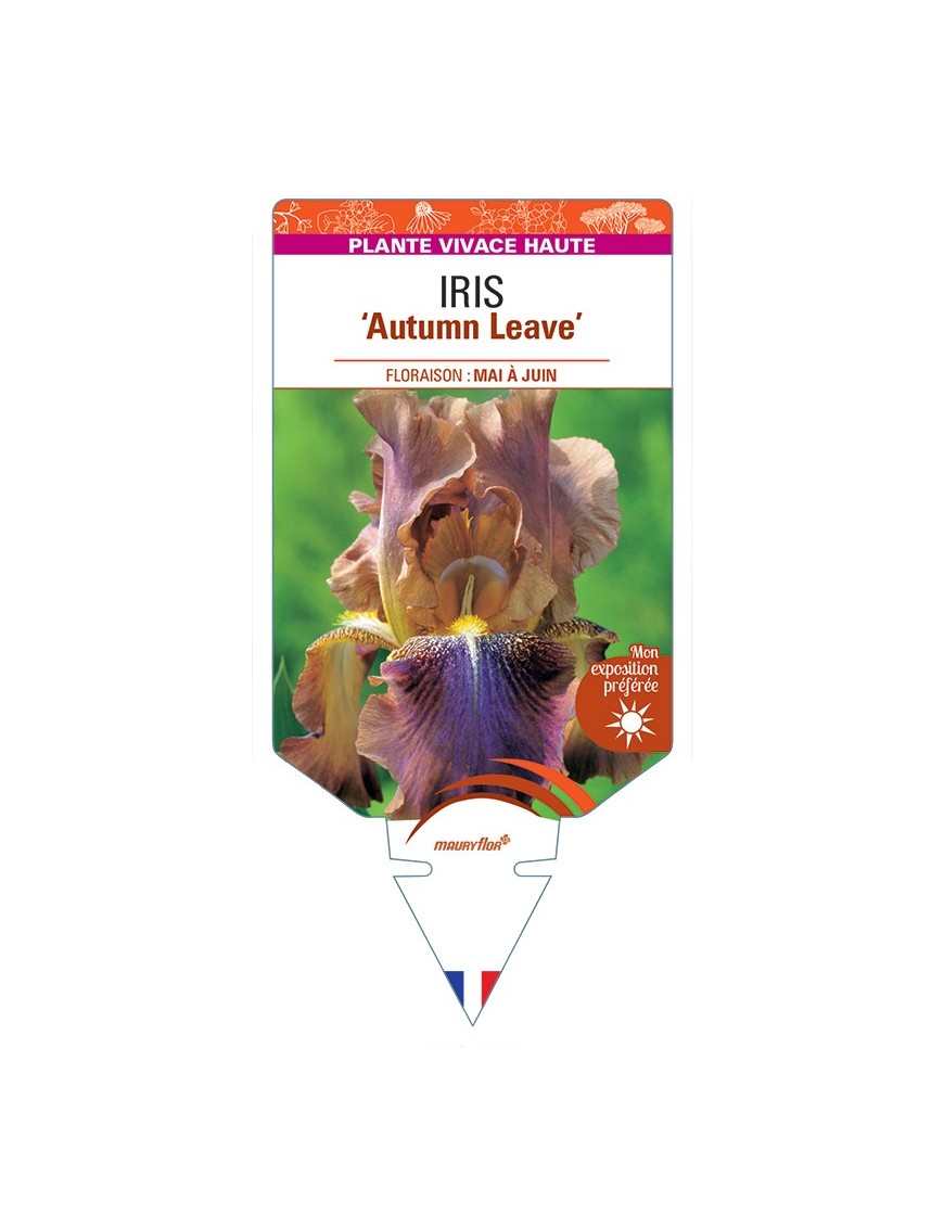 IRIS (germanica) Autumn Leaves