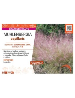 MUHLENBERGIA CAPILLARIS