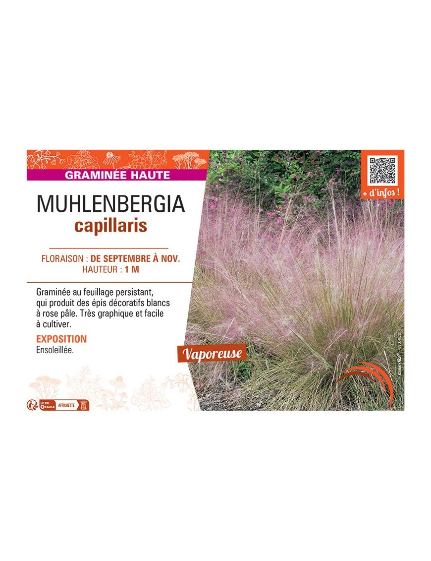 MUHLENBERGIA CAPILLARIS