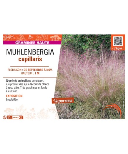 MUHLENBERGIA CAPILLARIS