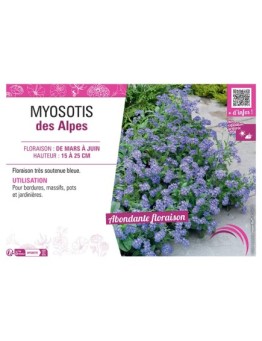 MYOSOTIS DES ALPES (bleu)