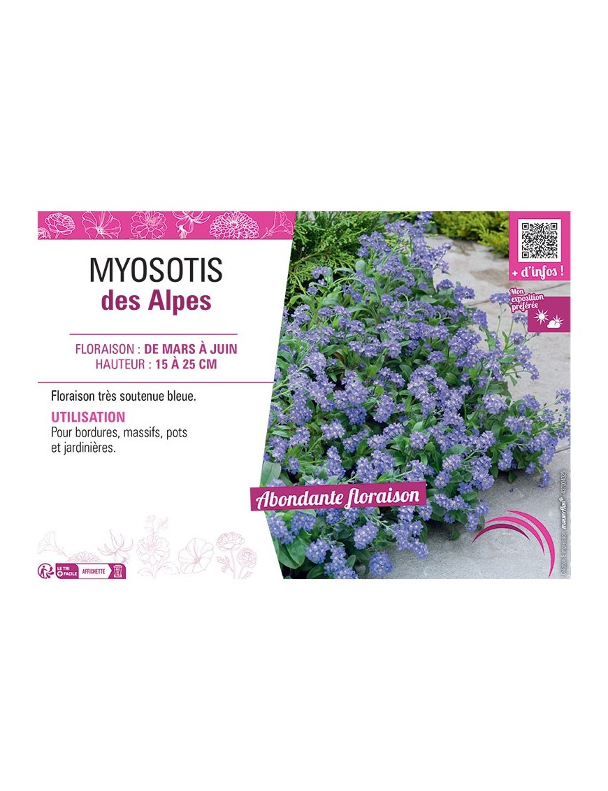 MYOSOTIS DES ALPES (bleu)