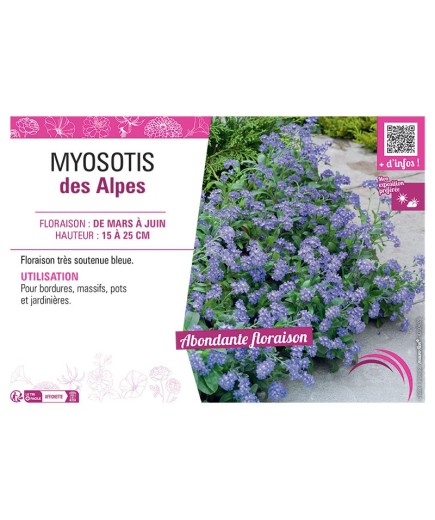 MYOSOTIS DES ALPES (bleu)