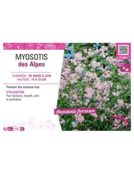 MYOSOTIS DES ALPES (rose)