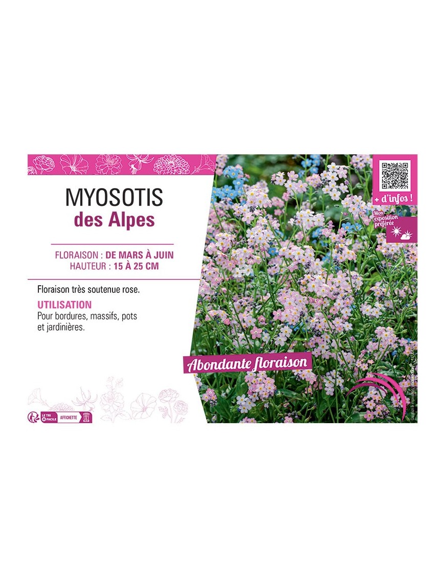 MYOSOTIS DES ALPES (rose)