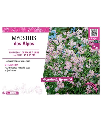 MYOSOTIS DES ALPES (rose)