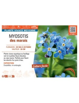 MYOSOTIS DES MARAIS (bleu)