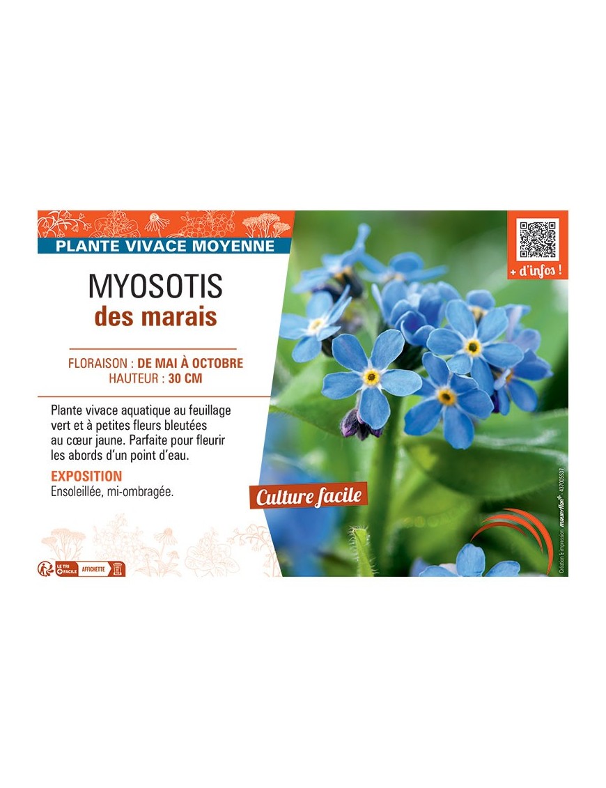 MYOSOTIS DES MARAIS (bleu)