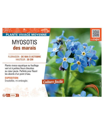 MYOSOTIS DES MARAIS (bleu)