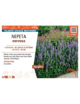 NEPETA NERVOSA